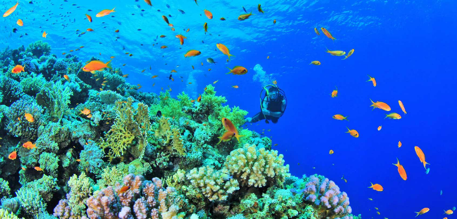 珊瑚礁-菲律賓