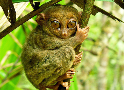 世界僅有少數眼鏡猴的棲息地菲律賓是其中之一到宿霧薄荷島旅遊必去眼鏡猴保護區