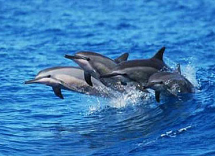 想欣賞海豚就要來一趟宿霧自由行在薄荷島上搭螃蟹船與海豚共游