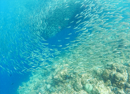 宿霧旅遊熱帶海洋生態欣賞珊瑚礁與熱帶魚共遊